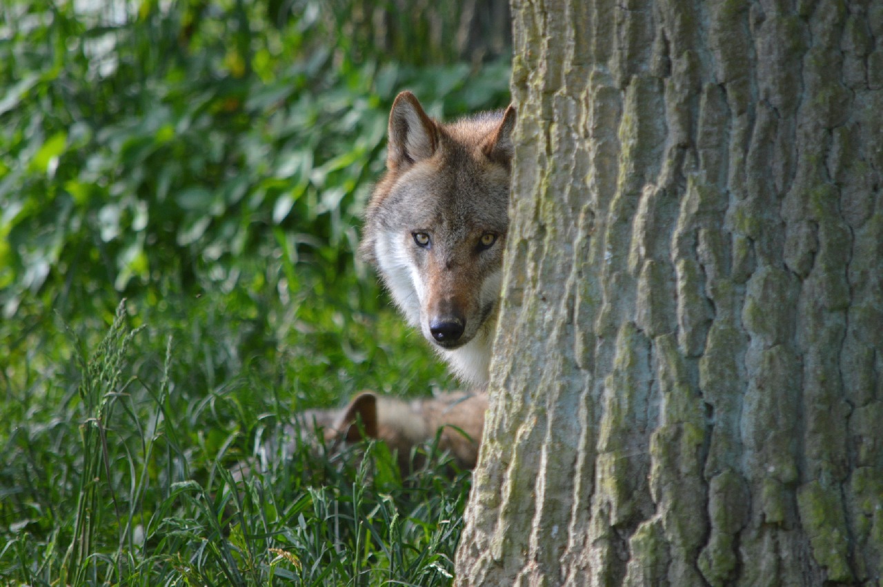 Ein Wolf blickt hinter einem Baum hervor. Foto: J. Preller (Wald und Holz NRW)