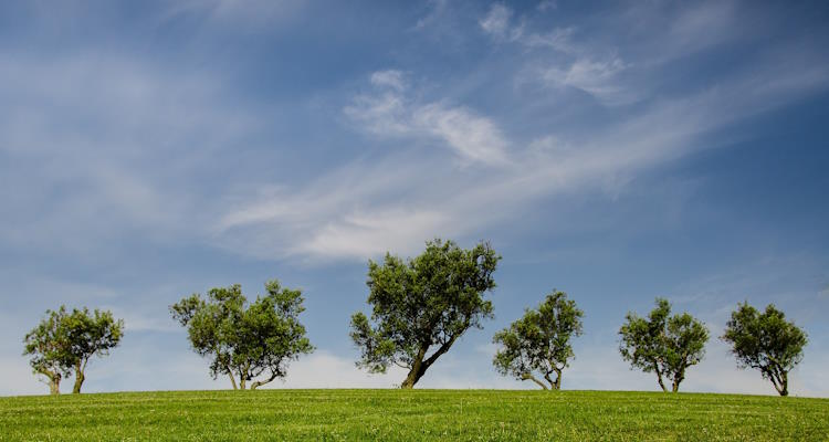 Grüne Wiese mit einzelenen Bäumen. Im Hintergrund sieht man den blauen Himmel mit leichten weißen Schleierwolken.