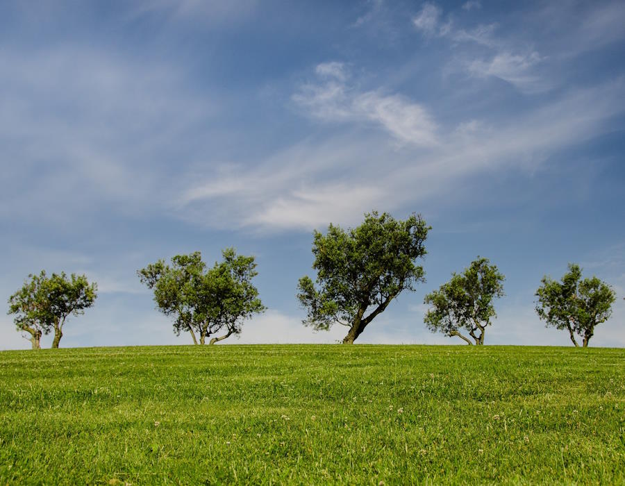 Grüne Wiese mit einzelenen Bäumen. Im Hintergrund sieht man den blauen Himmel mit leichten weißen Schleierwolken. Grüne Wiese mit einzelenen Bäumen. Im Hintergrund sieht man den blauen Himmel mit leichten weißen Schleierwolken.