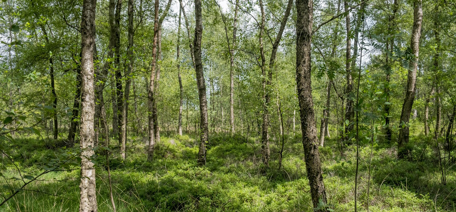Das Bild zeigt einen Birkenmoorwald im Naturschutz- und FFH-Gebiet Fürstenkuhle bei Gescher