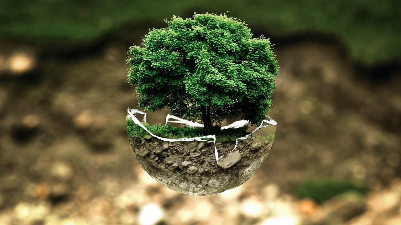 Das Bild zeigt einen Baum in einer schwebenden Halbschale. Im Hintergrund ist z.T. Boden mit verletzter Grasnarbe zu sehen.