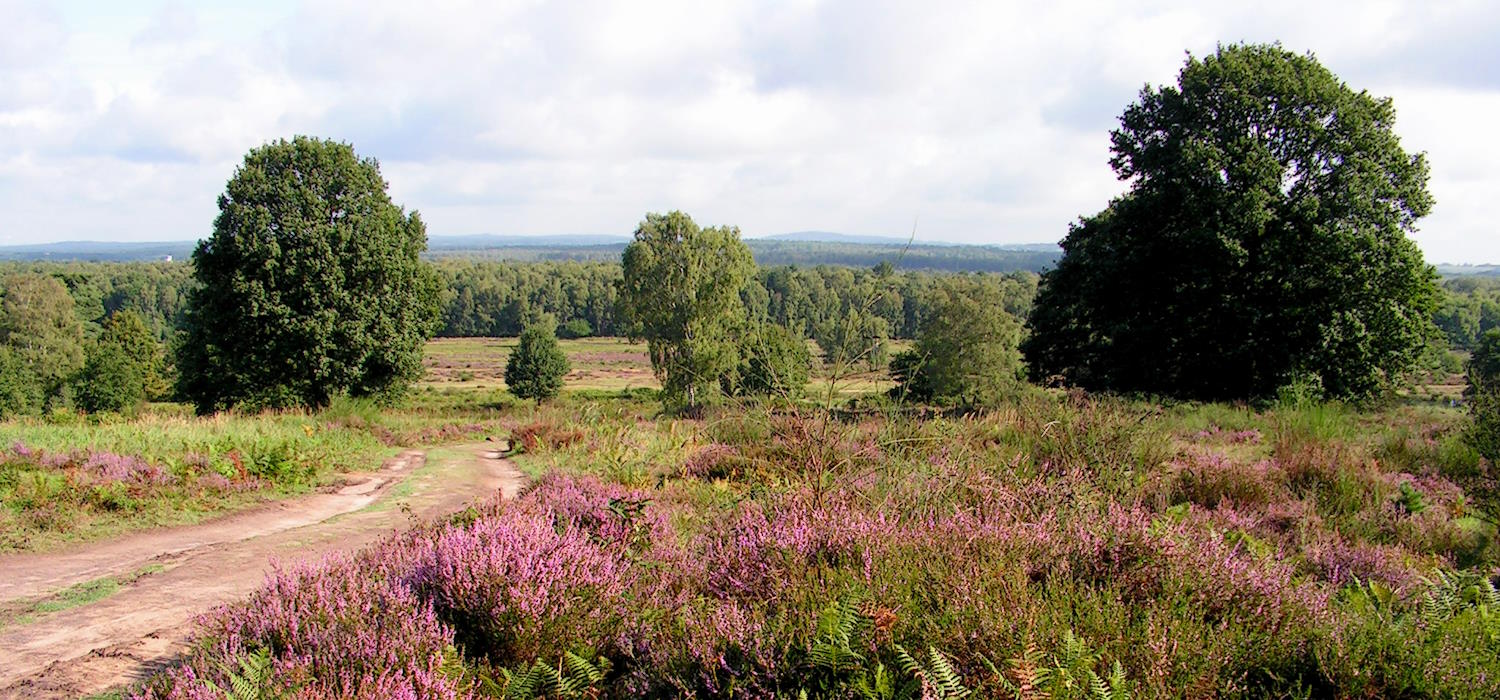 Blühende Heidelandschaft Blühende Heidelandschaft