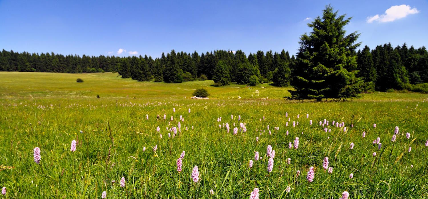 Blick auf eine blühende Orchideenwiese Blick auf eine blühende Orchideenwiese