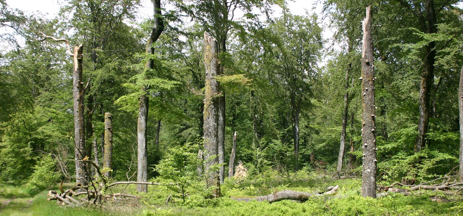 Wald mit vielen abgestorbenen Gehölzen Wald mit vielen abgestorbenen Gehölzen