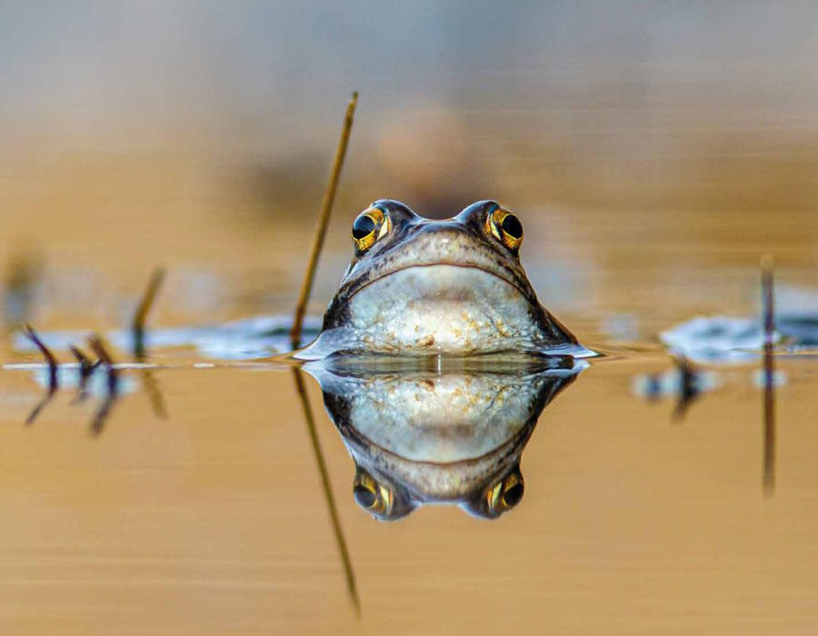 Moorfrosch im Naturschutzgebiet Fürstenkuhle Moorfrosch im Naturschutzgebiet Fürstenkuhle